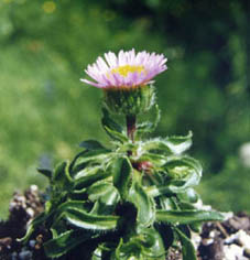 Erigeron sp